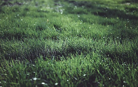 乔纳森·柯里 草 植物 户外 摄影 对比度 波克 自然 露水 