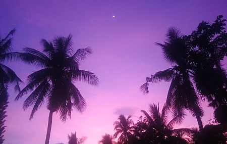 彩色 紫色背景 紫色 棕榈树 阴影 逆波 太阳光 新月 
