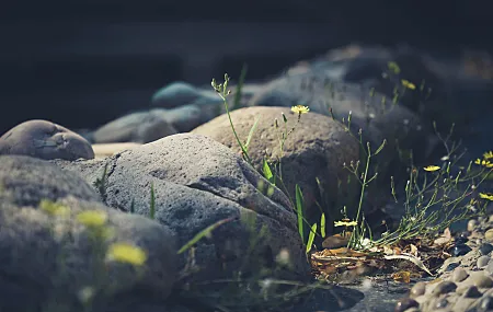 植物 岩石 鲜花 黄花 大自然 户外 