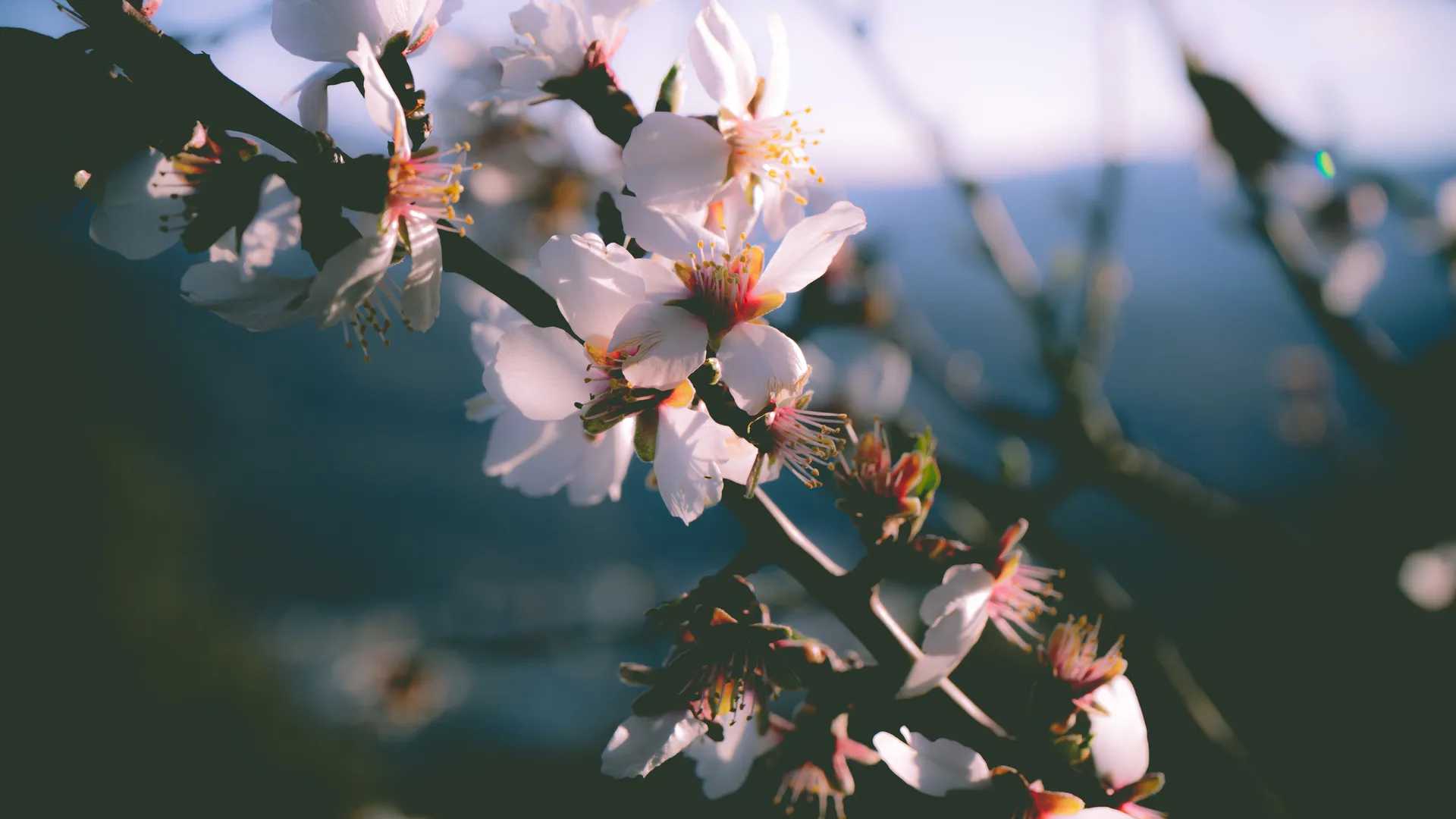 春天 树木 花朵 自然 特写 盛开 