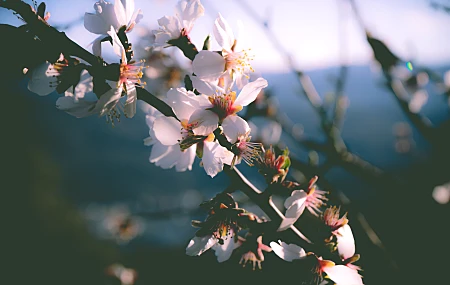 春天 树木 花朵 自然 特写 盛开 