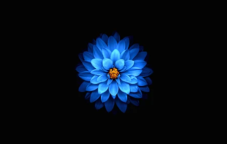 极简主义 黑色 深色 花朵 蓝色 花瓣 简单背景 