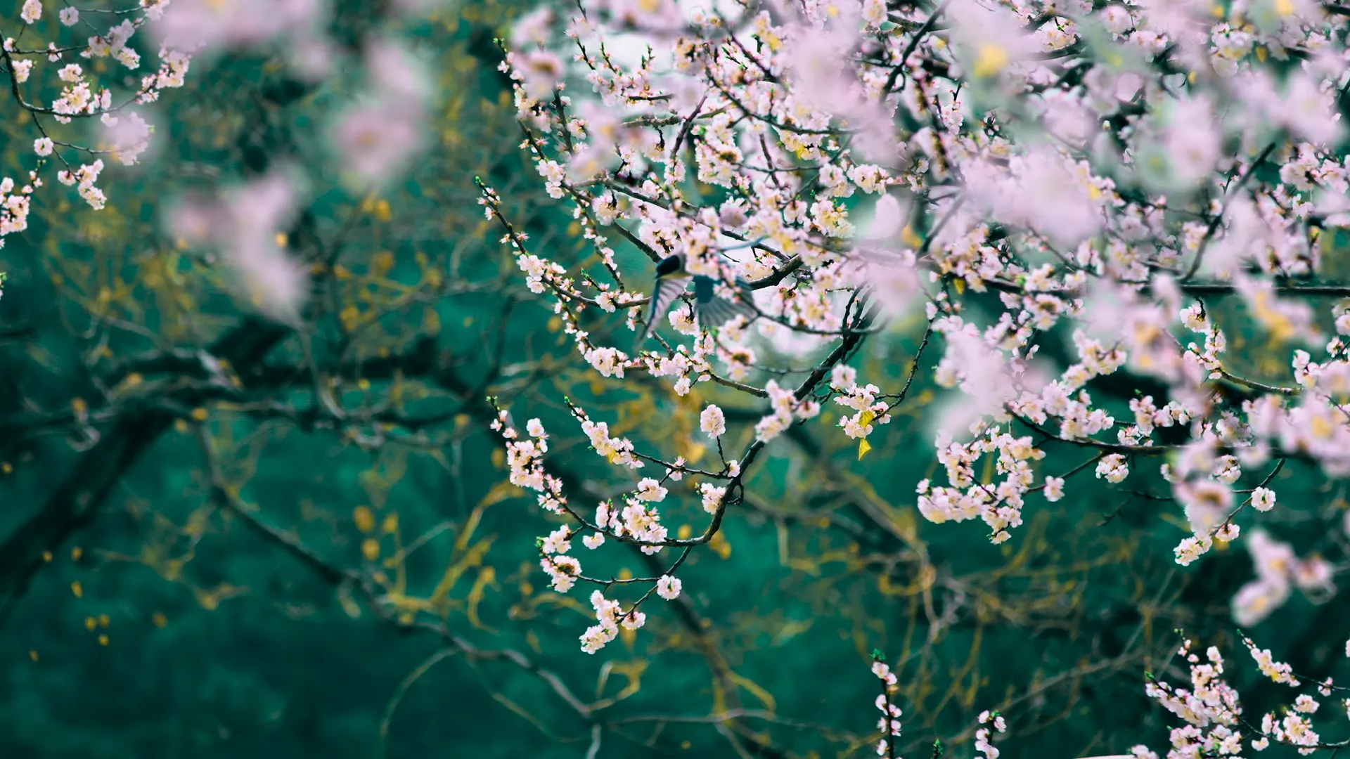 自然 风景 花卉 景深 