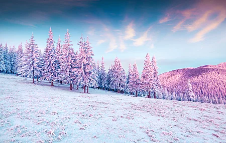 冬天，冷杉，自然，风景，丘陵，山脉，雪，天空，森林，树木，粉色，白色，寒冷，五颜六色，云，阳光，电脑壁纸，4K壁纸