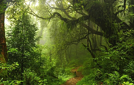 森林 树木 自然 薄雾 植物 景观 绿色 路径 