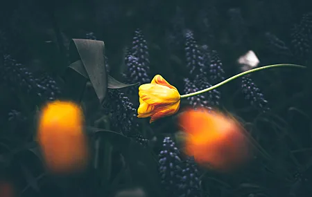 自然 花卉 植物 宏 