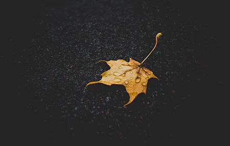 树叶 水滴 自然 黄色 特写 秋天 潮 宏观 落叶 