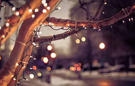 城市 树木 灯光 圣诞节 冬天 自然 城市 景深 