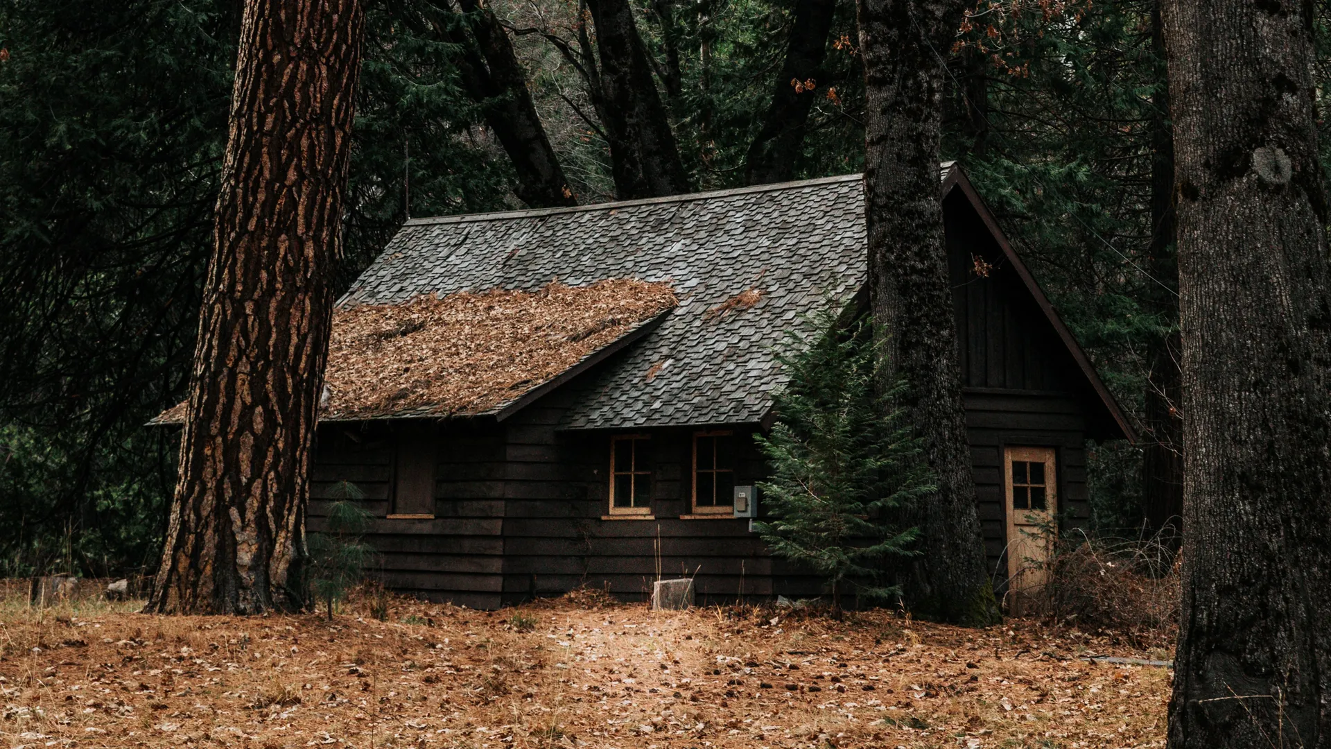 风景 自然 山脉 树木 森林 建筑 房屋 树叶 小屋 