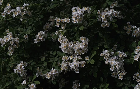 绿色 鲜花 植物 