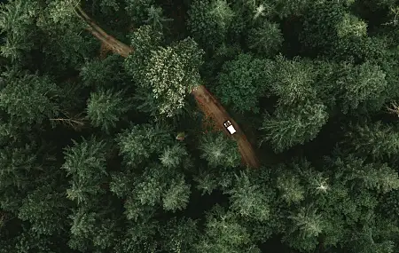 树木 绿色 自然 森林 吉普车 