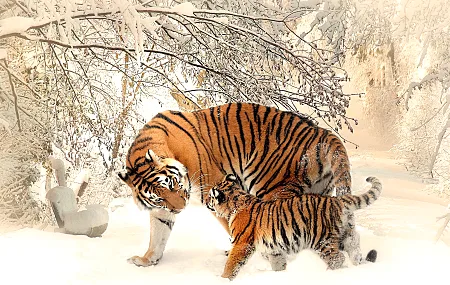 动物 自然 老虎 婴儿动物 冬天 雪 野生动物 摄影 猫 哺动物 大猫 