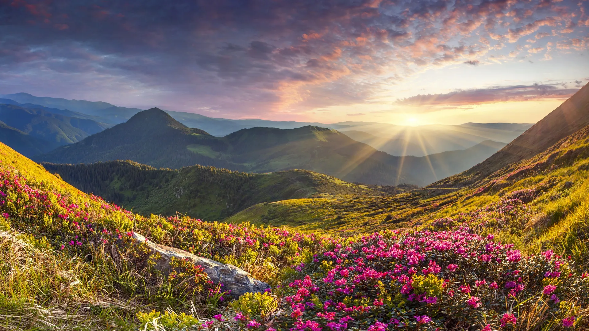 自然 风景 山脉 花朵 杜鹃 石头 日出 天空 云 