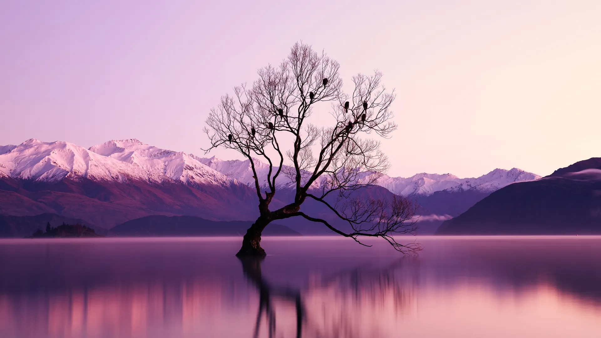 自然 紫色 水 树木 倒影 瓦纳卡湖 湖 新西兰 山脉 风景 雪峰 