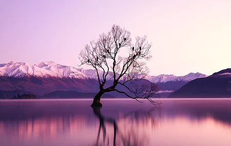 自然 紫色 水 树木 倒影 瓦纳卡湖 湖 新西兰 山脉 风景 雪峰 