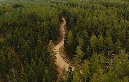 路径 道路 树木 自然 森林 拉脱维亚 鸟瞰 