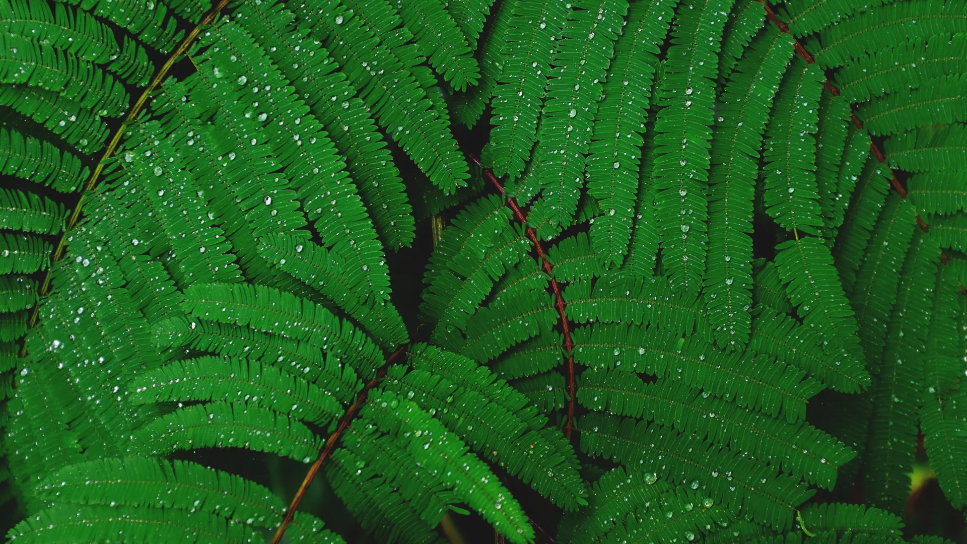 叶子 自然 植物 水滴 