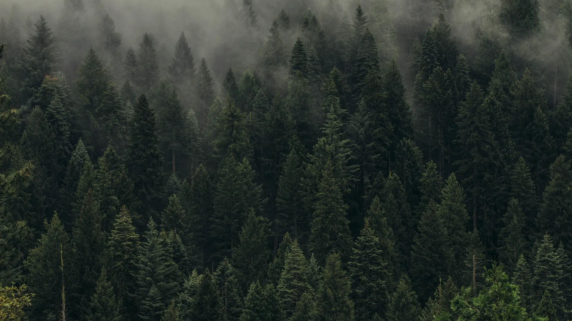 风景 森林 摄影 树木 薄雾 