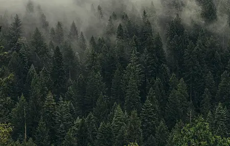 风景 森林 摄影 树木 薄雾 