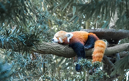 自然 树木 绿色 木材 树枝 动物 睡眠 哺乳动物 小熊猫 