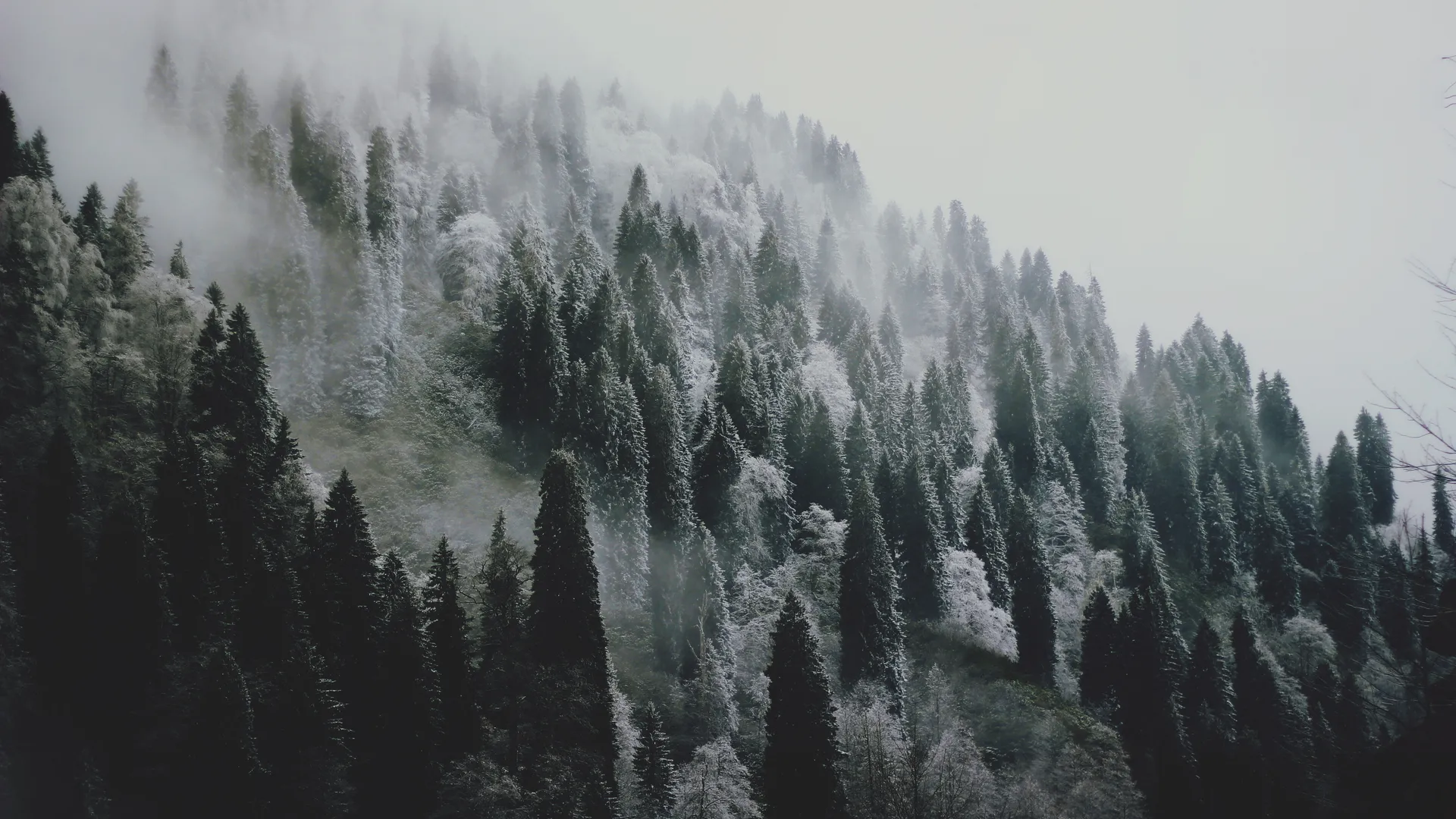 风景 冬季 雪 森林 树木 摄影 自然 寒冷 