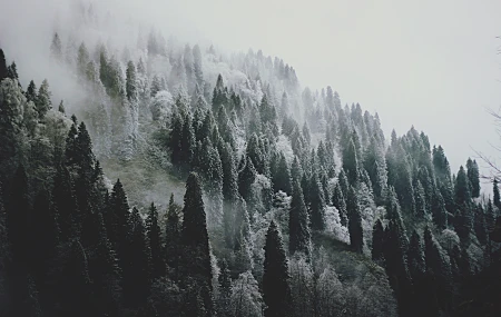 风景 冬季 雪 森林 树木 摄影 自然 寒冷 