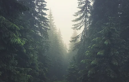 树木 森林 塔特拉山 斯洛伐克 薄雾 松树 自然 