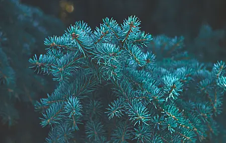 植物 波克 松树 蓝绿色 树木 