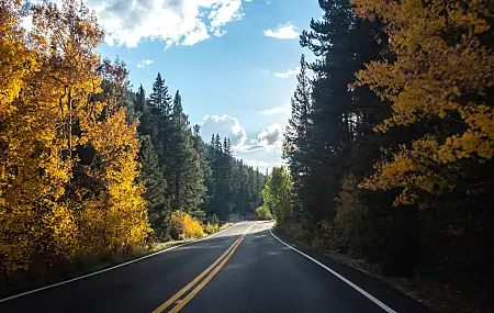 道路 森林 树木 沥青 风景 秋天 林中的公路