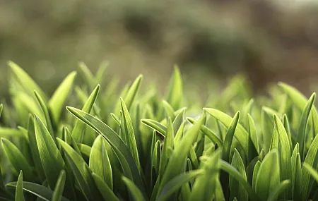 春天 自然 树叶 植物 