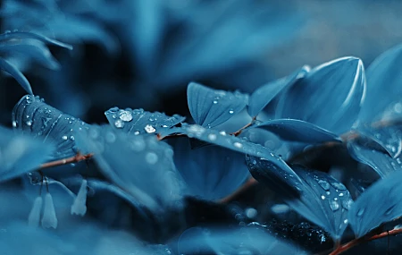 蓝色 植物 水滴 自然 摄影 叶子  电脑壁纸 4K壁纸