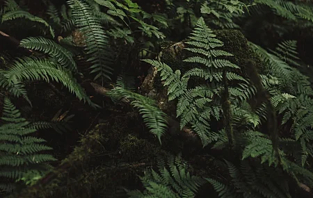 植物 蕨类 森林 绿色 自然 特写 树叶  电脑壁纸 4K壁纸
