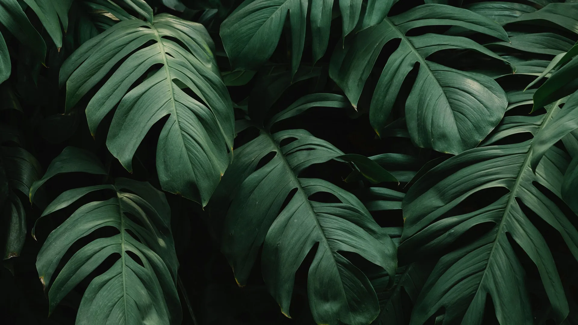 植物 绿色 自然 摄影 阴影  电脑壁纸 4K壁纸