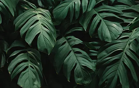 植物 绿色 自然 摄影 阴影  电脑壁纸 4K壁纸
