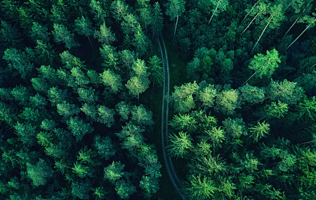 森林 无人机照片 树木 木材 道路 风景  电脑壁纸 4K壁纸