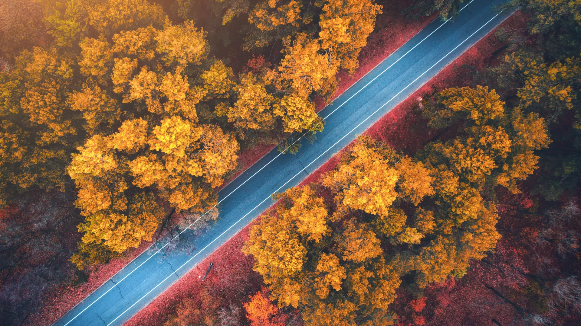 森林 道路 秋天 自然 橙色 顶视图 鸟瞰图 阳光 树叶 树木 电脑壁纸 4K壁纸