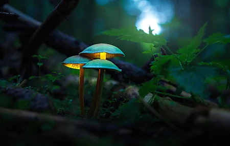 蘑菇 森林 微距 模糊 景深 发光 摄影  电脑壁纸 4K壁纸