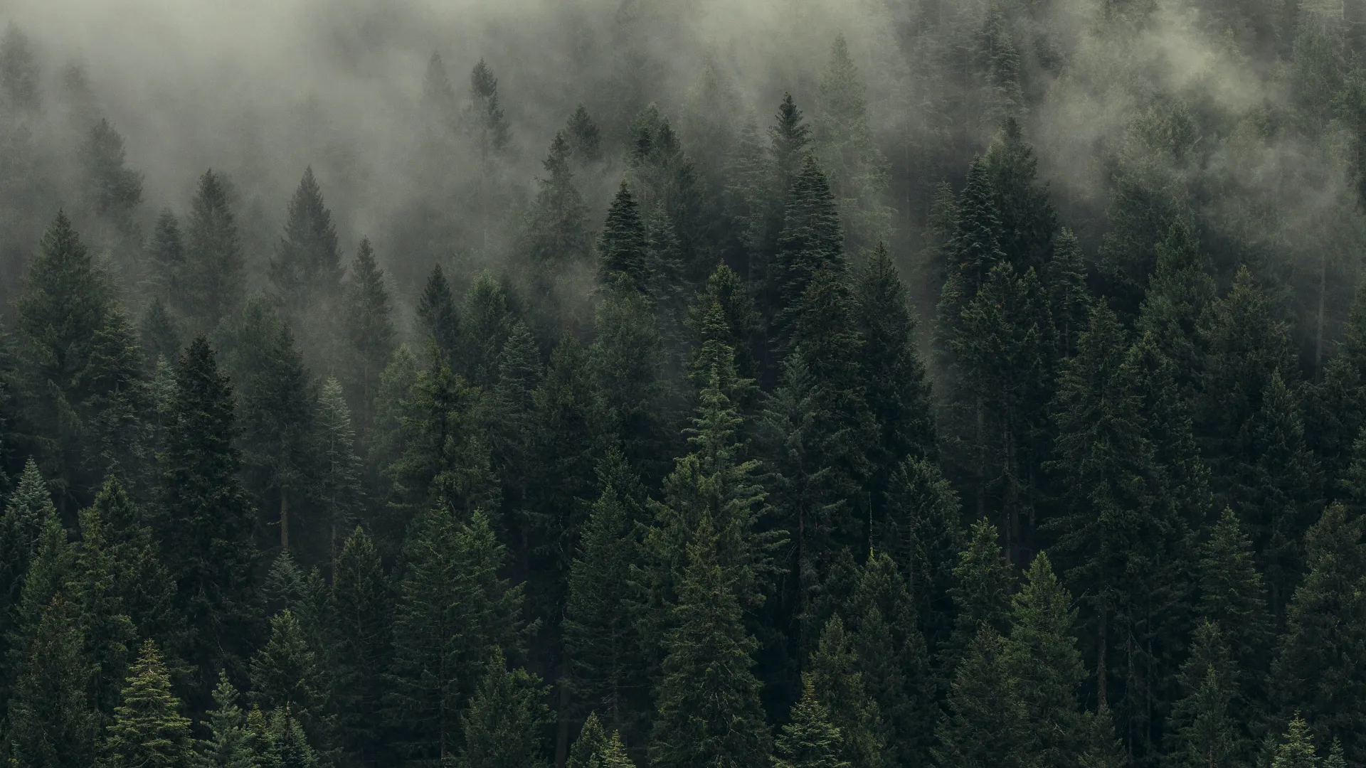 森林 薄雾 树木 自然 绿色 松树  电脑壁纸 4K壁纸