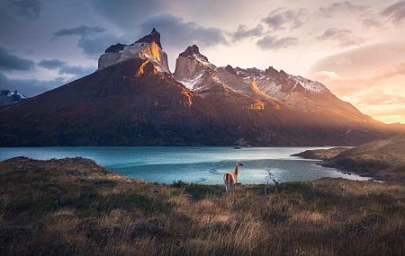 智利 瓜纳科 风景 自然 巴塔哥尼亚 摄影 日出 野生动物  电脑壁纸 4K壁纸