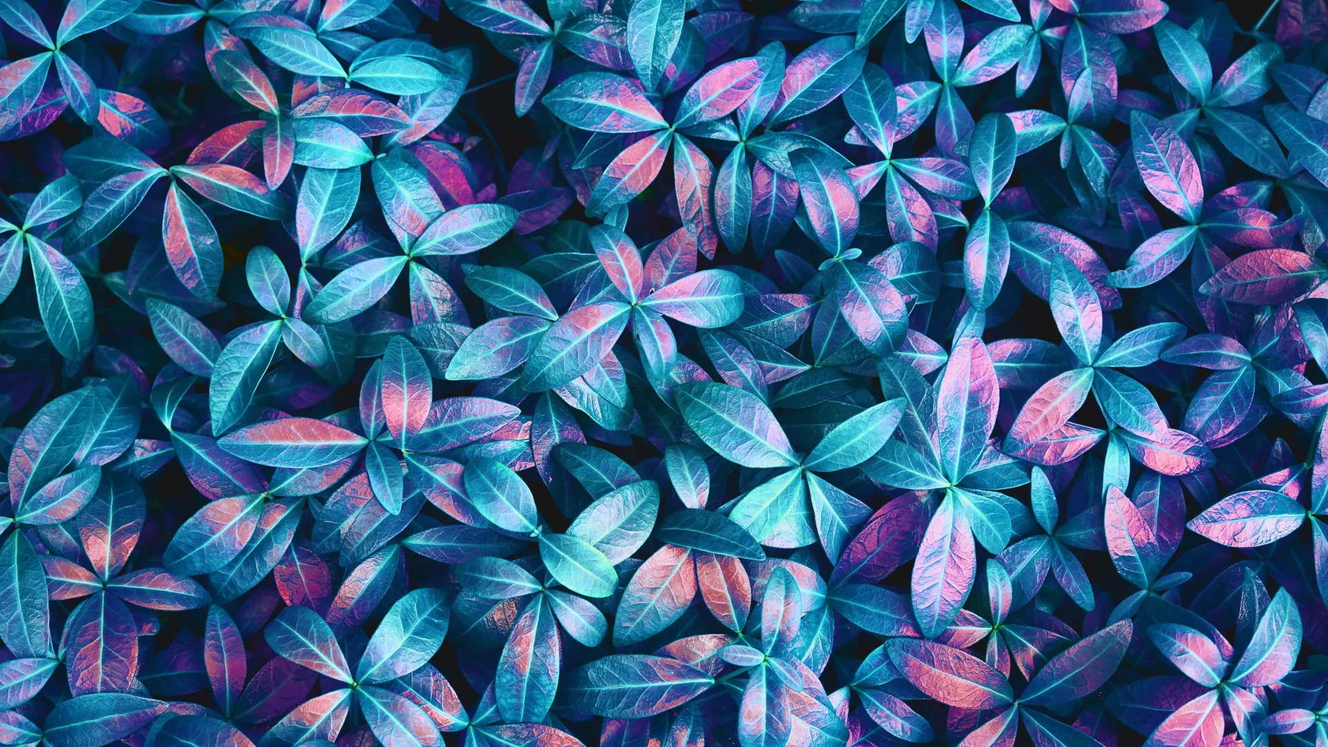 植物 叶子 粉色 蓝色 紫色 细节 抽象  电脑壁纸 4K壁纸