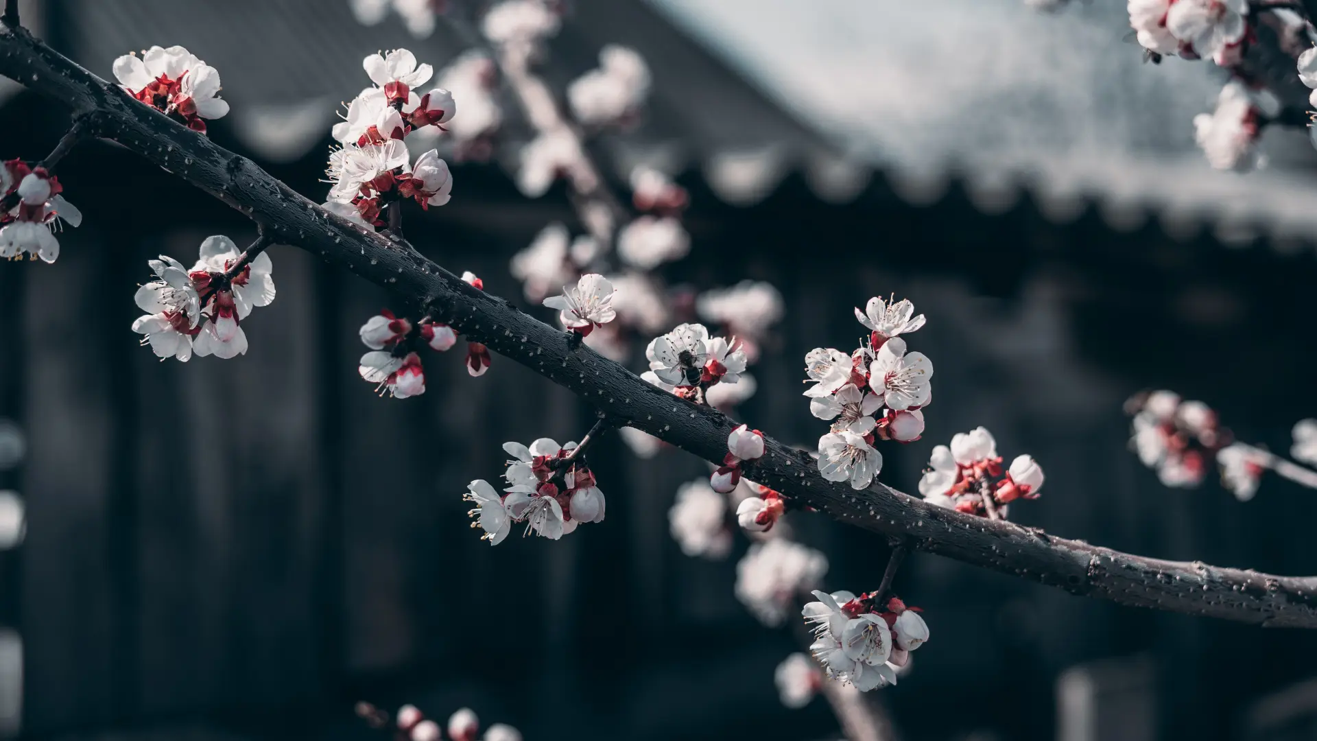 自然 花朵 褪色 樱花 蜜蜂 树枝  电脑壁纸 4K壁纸