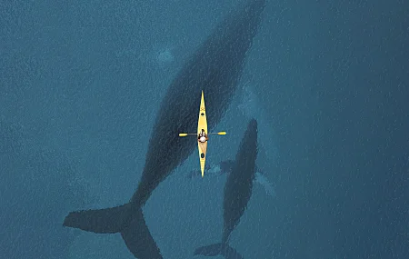 水 自然 极简主义 简单的背景 皮艇 鲸鱼 海 哺乳动物 动物  电脑壁纸 4K壁纸