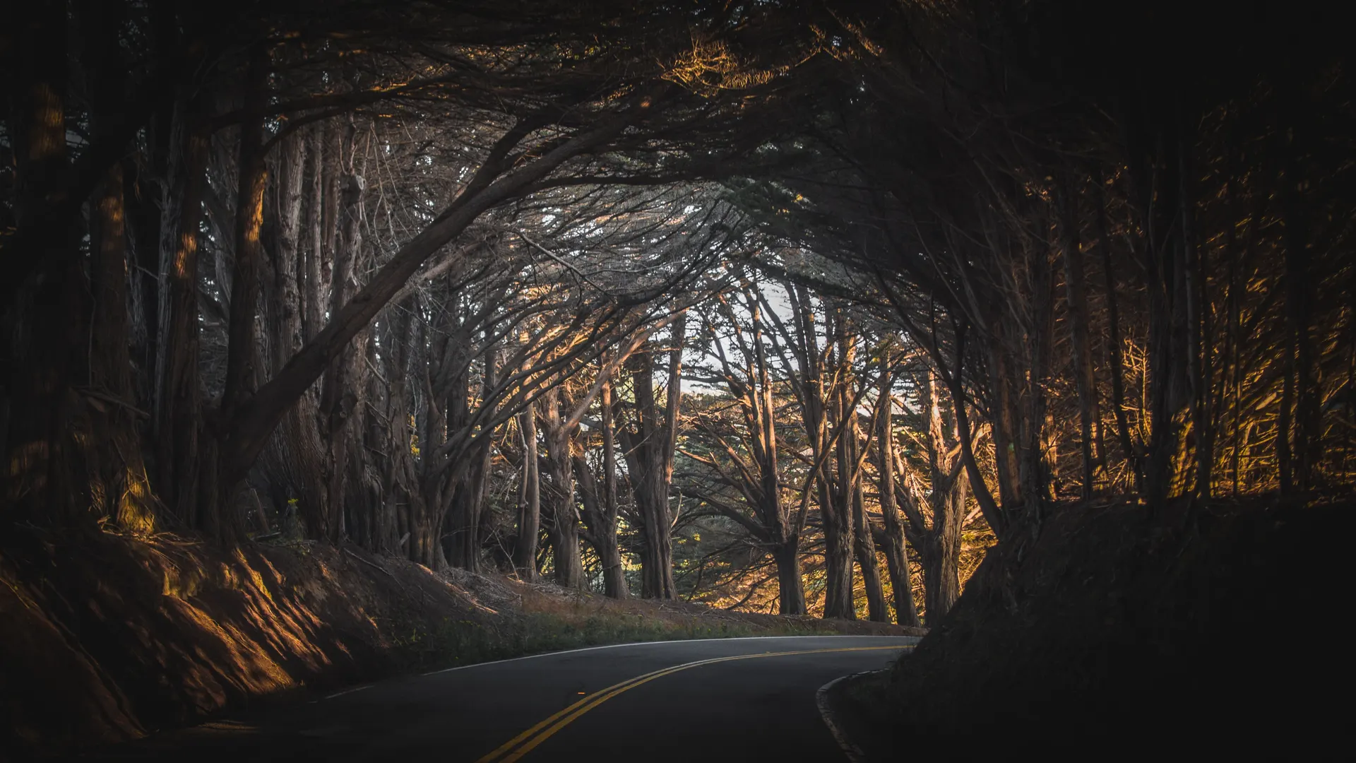 自然 风景 秋天 道路 树木 大气 拱门 米色 电脑壁纸 4K壁纸