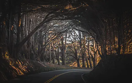 自然 风景 秋天 道路 树木 大气 拱门 米色 电脑壁纸 4K壁纸