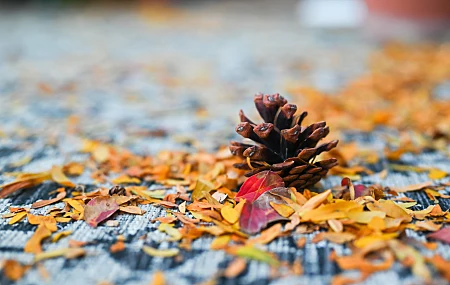 秋天 树叶 自然 植物 黄叶 红叶 摄影 落叶 景深 圆锥体  电脑壁纸 4K壁纸