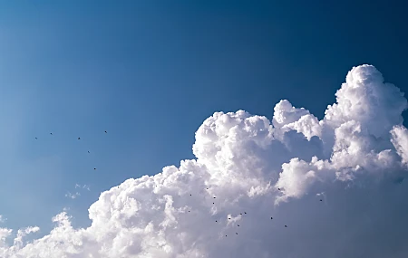 自然 云 天空 明亮 户外 摄影 鸟类  电脑壁纸 4K壁纸