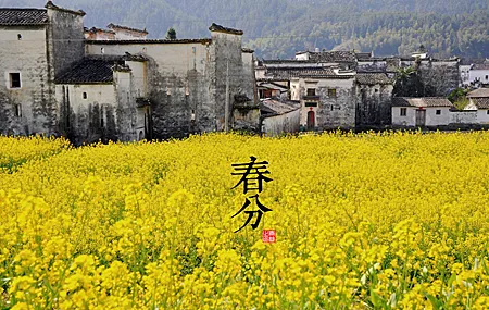 田野 植物 花 节日 黄色 建筑 电脑壁纸 4K壁纸