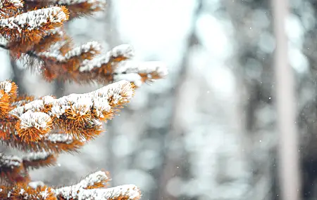 冬天 雪 自然 松树 秋天 风景 治愈 电脑壁纸 4K壁纸