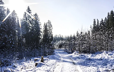 自然 风景 太阳 树木 冬天 雪 足迹 小路 户外 摄影 阳光 电脑壁纸 4K壁纸