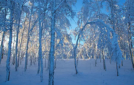 冬天 季节 冰 风景 雪 阳光 森林 晴朗的天空 电脑壁纸 4K壁纸